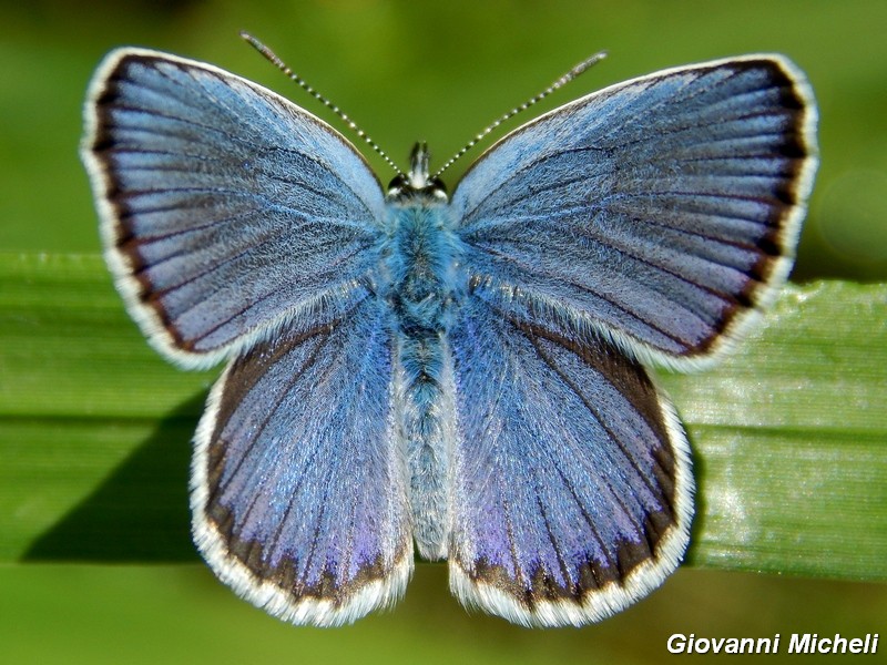 Plebejus argus